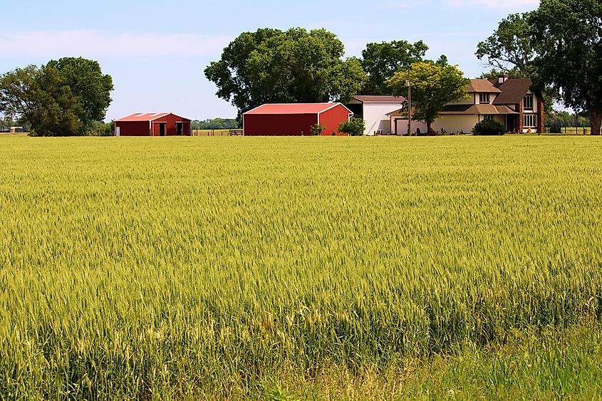 Wheat field on the Kansas Plains in Maize, KS.