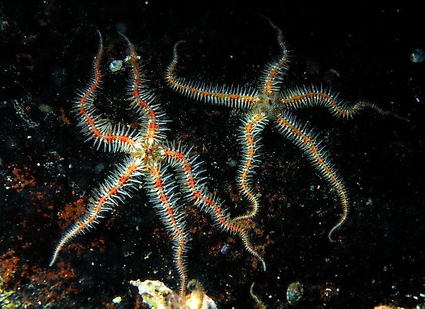 Brittle stars are part of blobfish diet