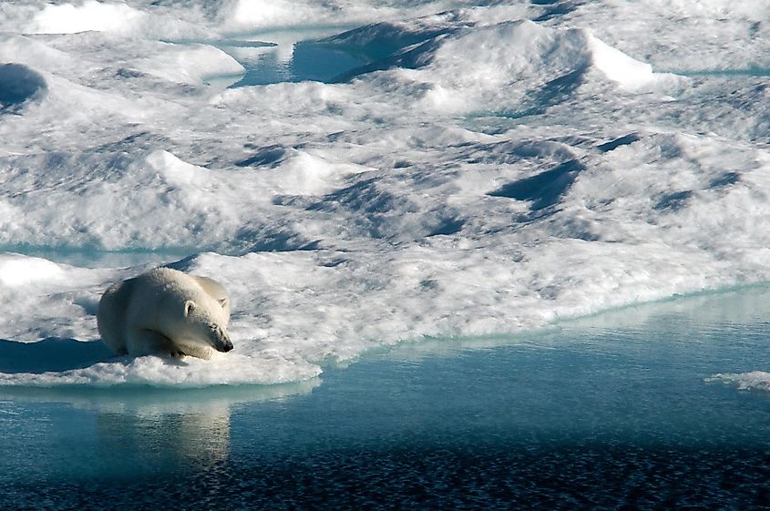 A female polar bear faces the evening sun as she takes a nap on a melting ice floe in Baffin Bay, between Canada and Greenland.