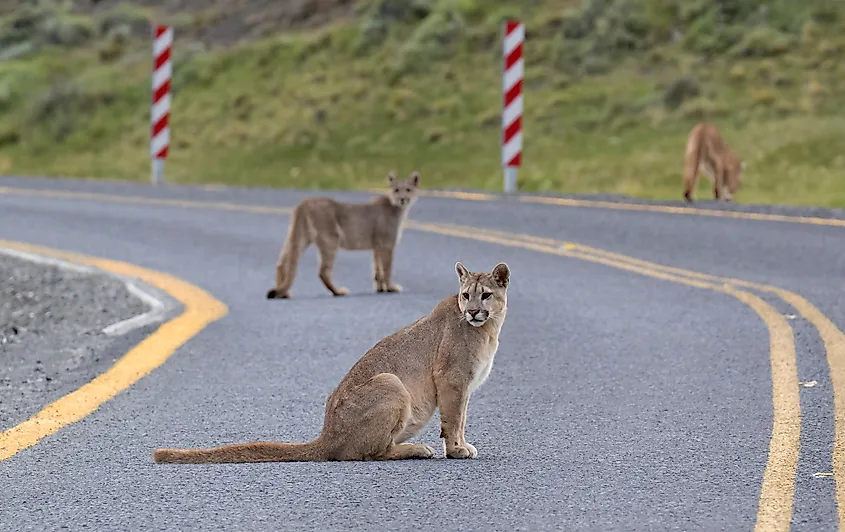 mountain lion