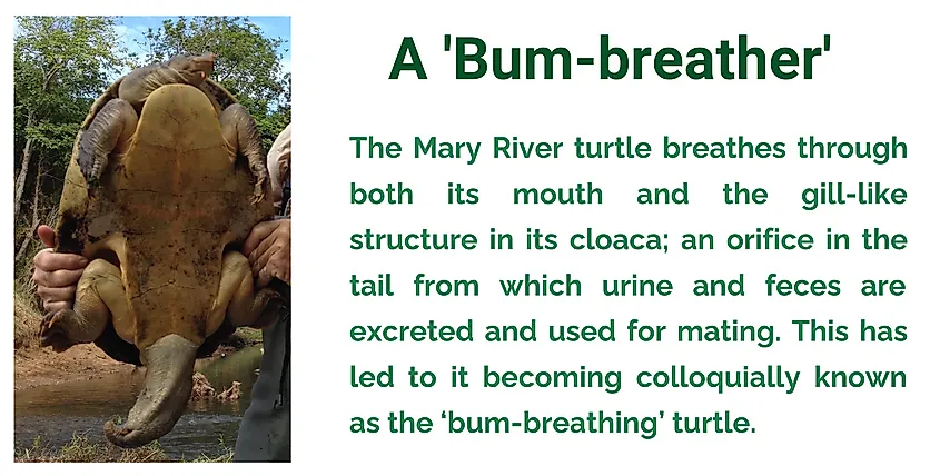 Mary river turtle