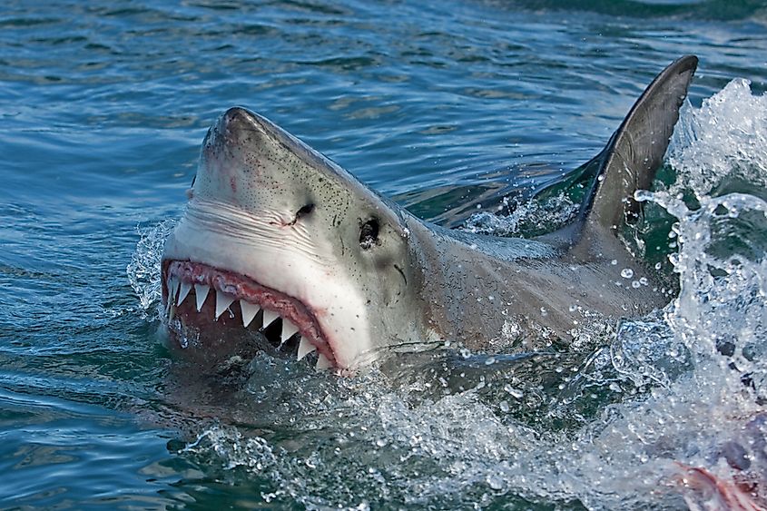 A great white shark, a species that moves between cold feeding grounds and warmer waters.