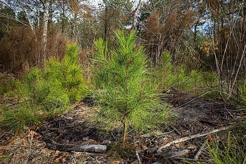 Regenerating loblolly pine forest devastated by the Southern pine beetle.
