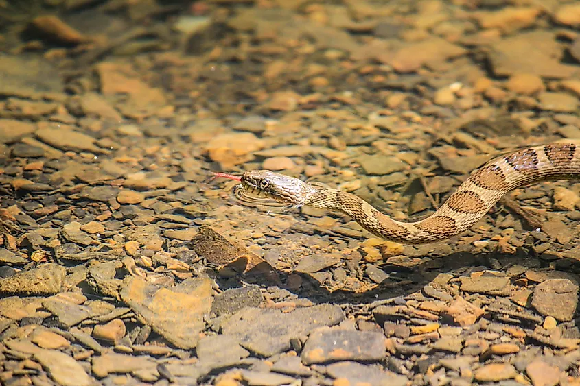 A common water snake swimming with its head above the surface.