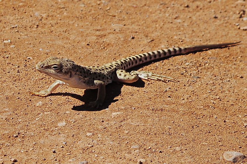 Lizard in Arches national park