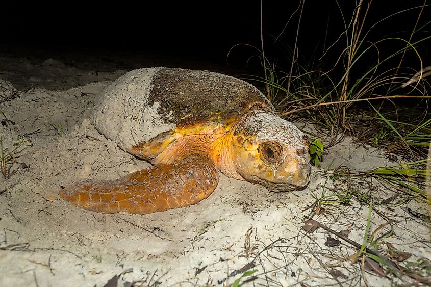 A loggerhead sea turtle finishes burying its nest after laying eggs on a Florida beach.