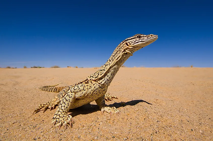 A sand goanna on red earth