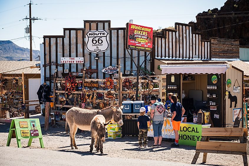 Wild burros walk through the historic gold mining town of Oatman, Arizona