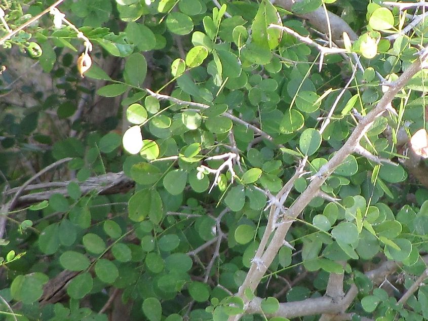Dalbergia melanoxylon, seen in Kruger National Park, South Africa.