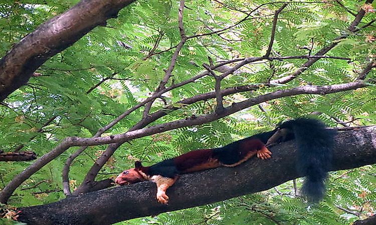 What Animals Live In India? - WorldAtlas What Animals Live In India? - WorldAtlas