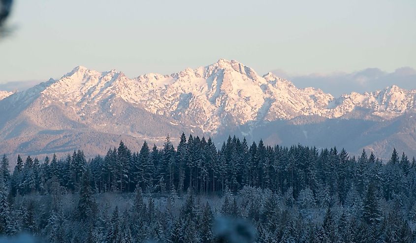 The Olympic Mountains Photographed near Shelton, Washington.