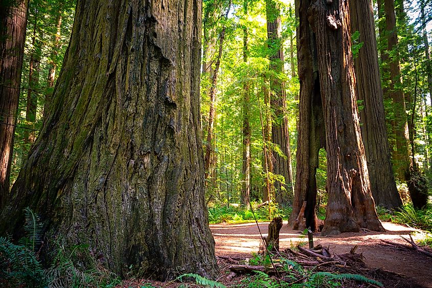 Sunset Views in the Founders Redwood Grove in Humboldt Redwoods State Park, California.