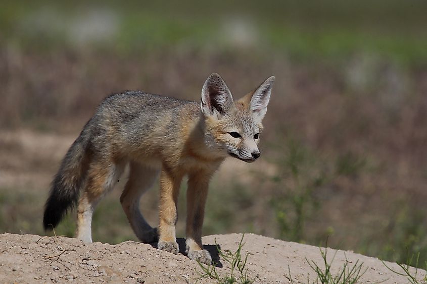 Kit fox