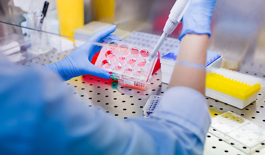 Scientist researching in laboratory, pipetting cell culture medium samples in laminar flow