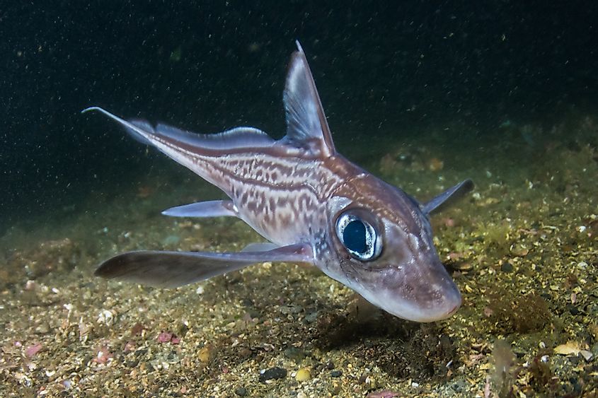 Their closest relatives among the living fish are considered to be the chimaeras.