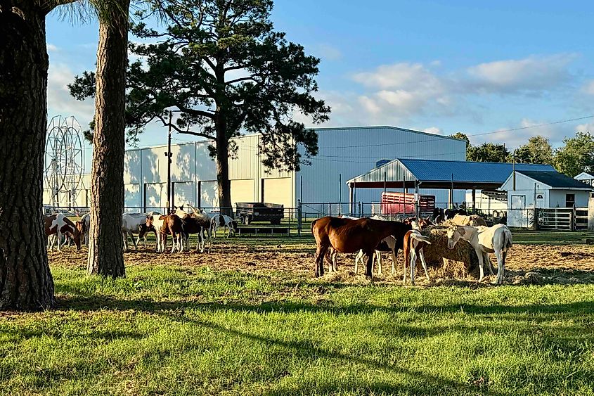 Chincoteague ponies coralled at the fairgrounds Image credit Bryan Dearsley