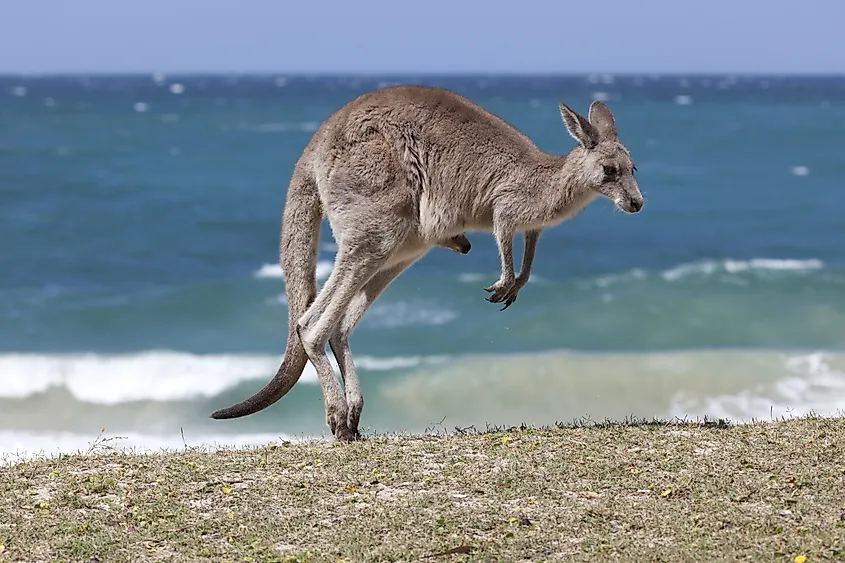 Jumping Red Kangaroo on the beach, Depot Beach, New South Wales, Australia