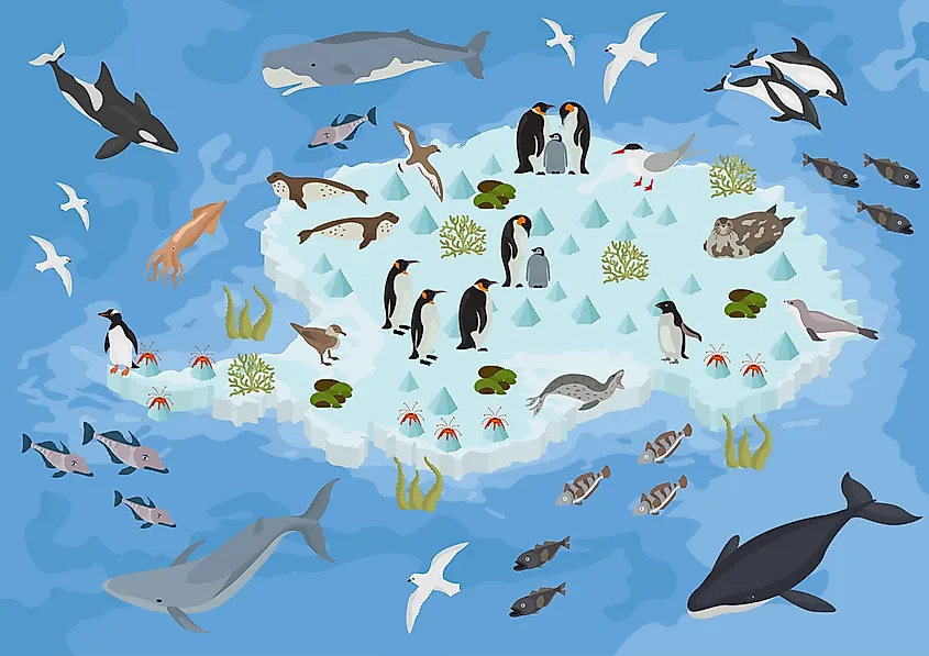 What Are Penguins Predators