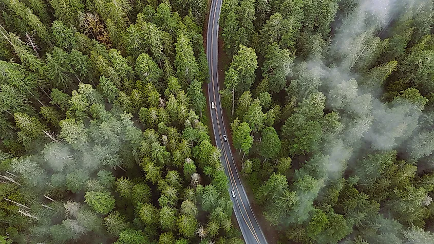 Top view of a road in the Olympic National Park.