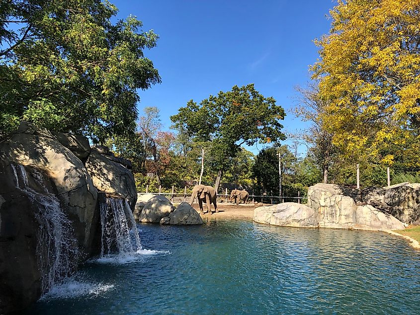 Two elephants at the Roger Williams Park Zoo in Providence Rhode Island on sunny autumn day, Joe Trentacosti / Shutterstock.com