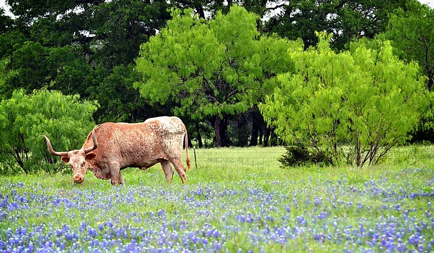 Longhorn standing in bluebonnet field. Taken near Georgetown, Texas.