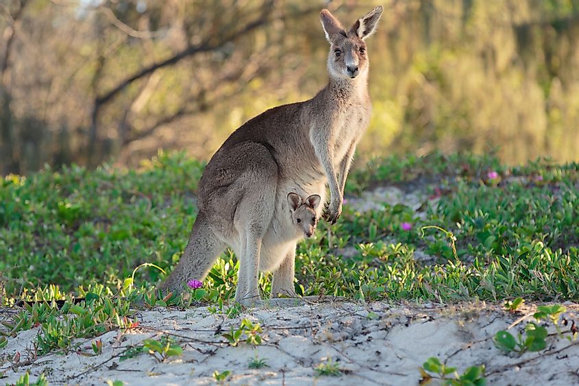 A kangaroo and a joey on a beach in the Bribie Island