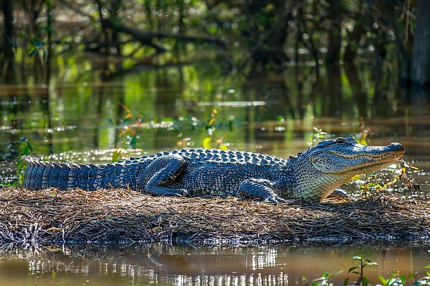 An alligator warming in the sun outside the water in the Atchafalaya Basin, Louisiana.