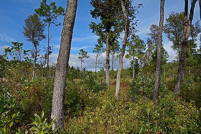 Cherry Orchard Bog Nature Preserve, Virginia