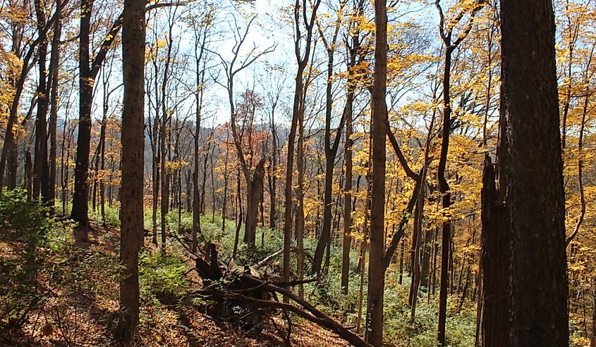 Percy Warner Park in Nashville, Tennessee with fall colors.