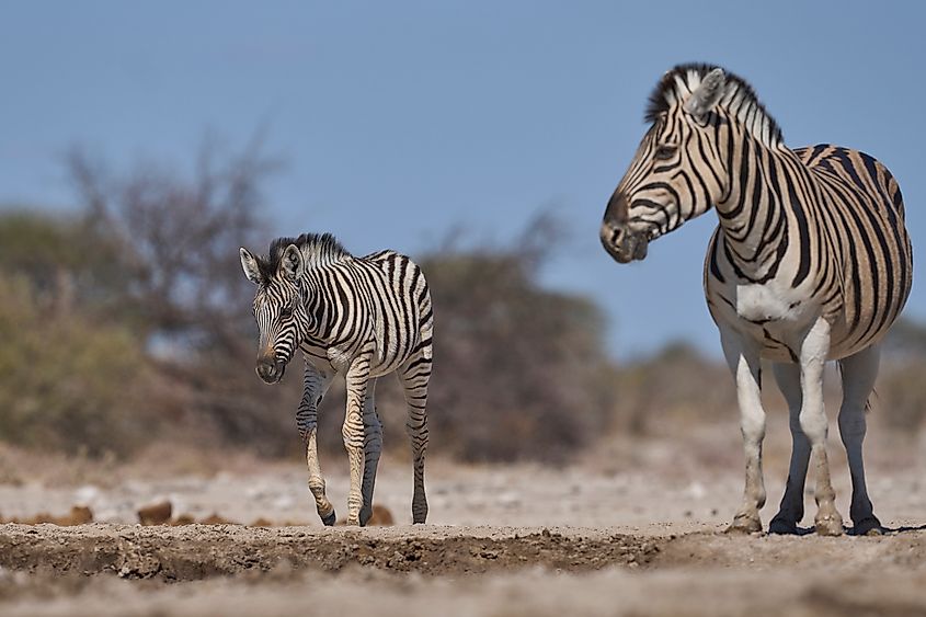Zebra foals are able to run within an hour of birth.