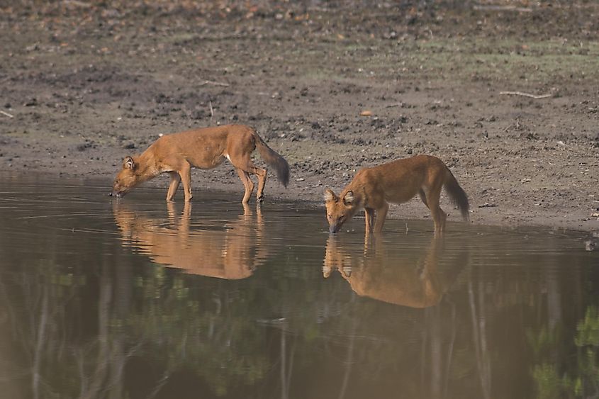 Dhole