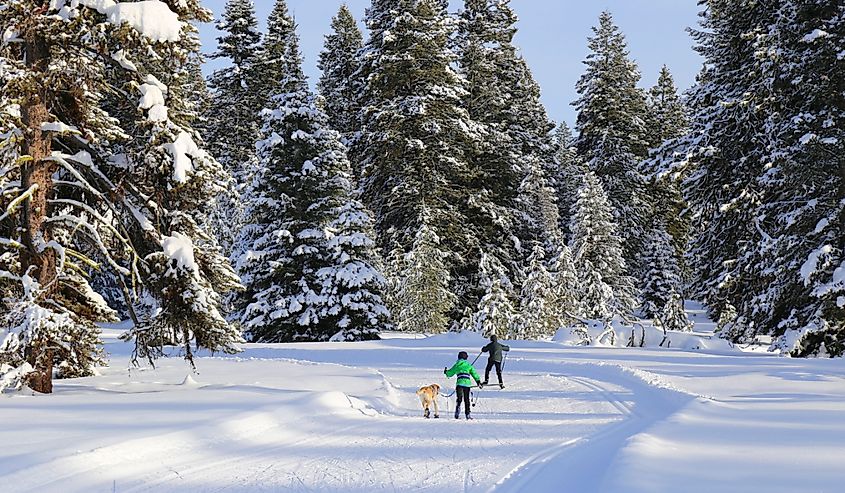 Boys crosscountry skiing with their dog in McCall, Idaho.