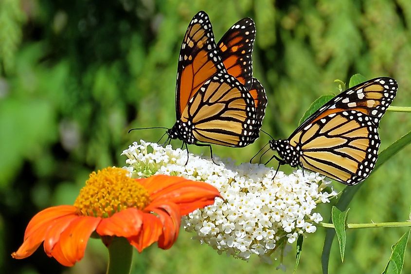 Two Monarch butterflies and flowers in garden on bank of the Lake Ontario in Toronto, Canada.
