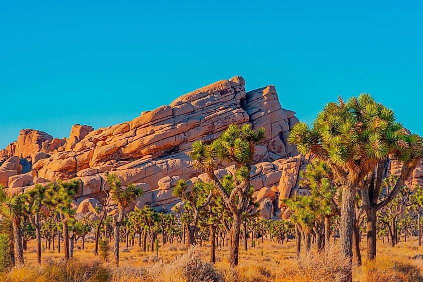 A grove of Joshua Trees fill a desert meadow in front of dramatic layered rocks in Joshua Tree National Park