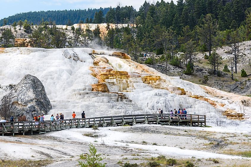 Palette Spring Terrace at Mammoth Hot Springs in Yellowstone National Park