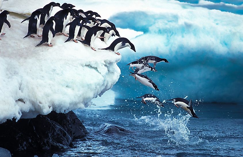 10 Animals That Live In Antarctica - WorldAtlas