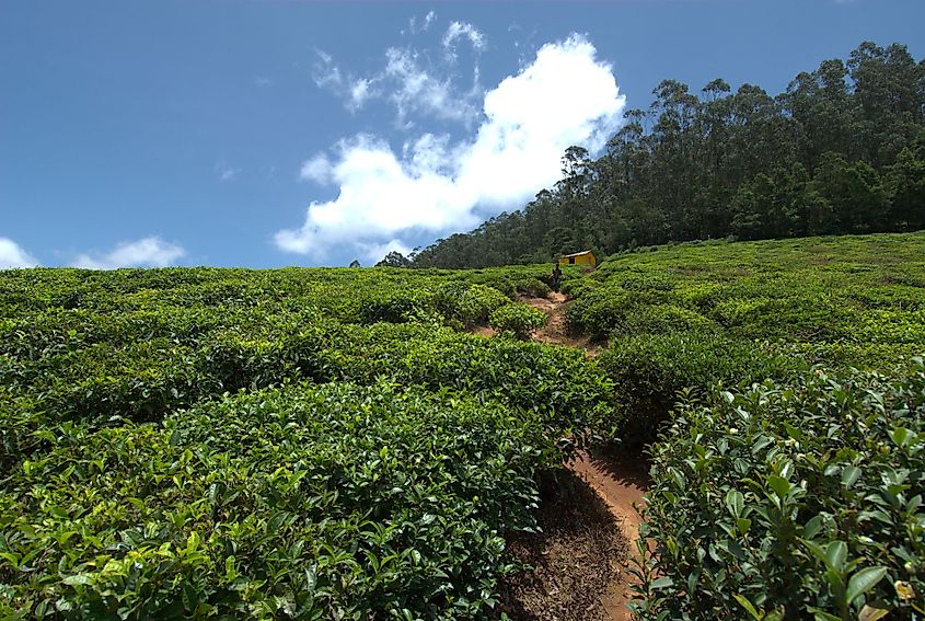 A view of Tea gardens located in Ooty, Tamil Nadu, India