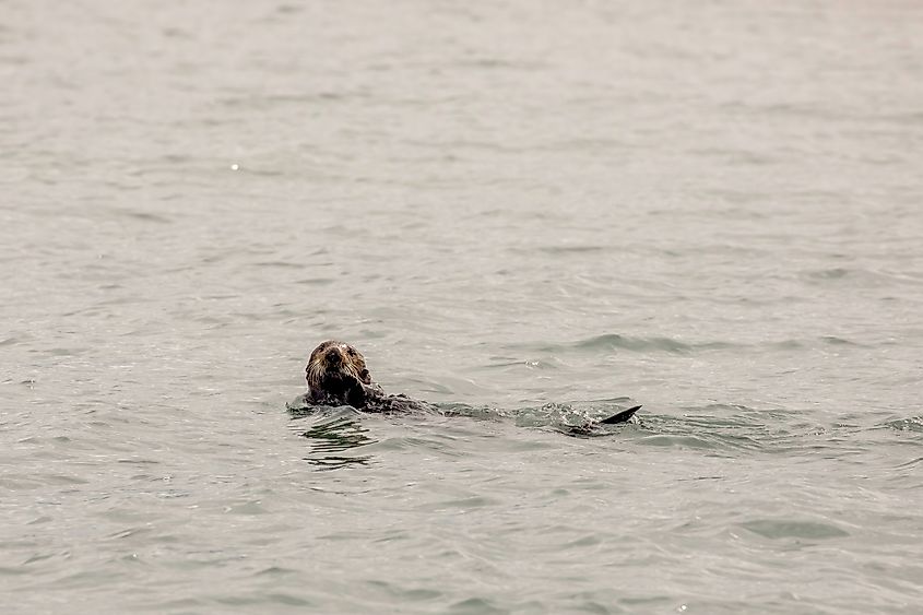 A sea otter floating in the water of the Katmai National Park and Preserve in Alaska. Credit: Karenfoleyphotography/ Shutterstock.com