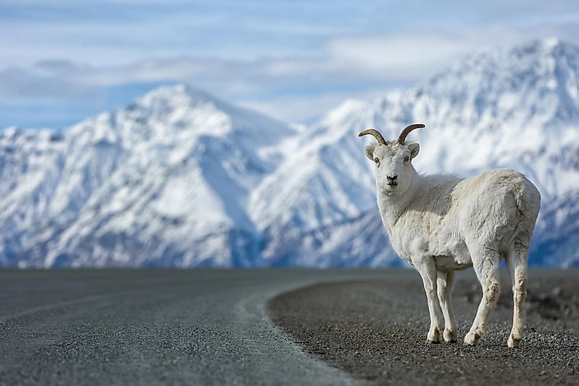 Dall Sheep standing on the road in the mountains in Kluane National Park in the Yukon in Canada
