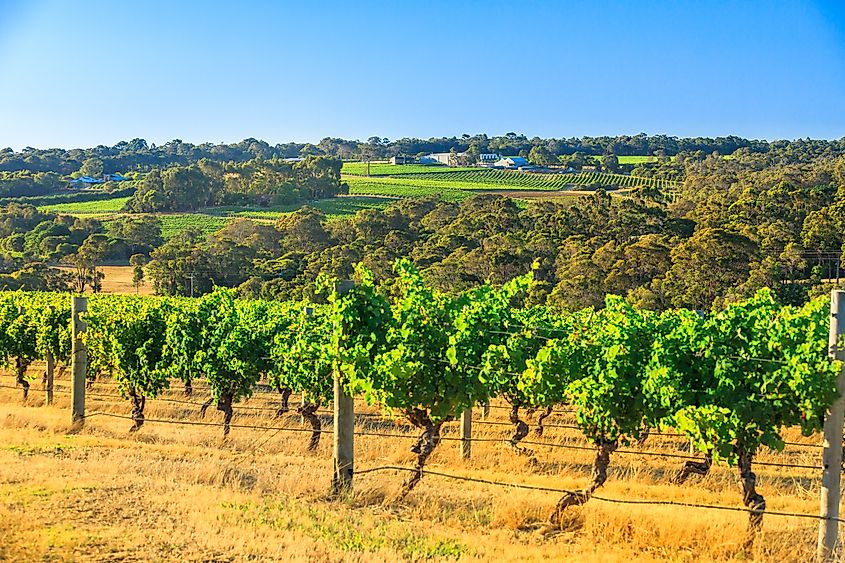 A vineyard in Margaret River's wine region