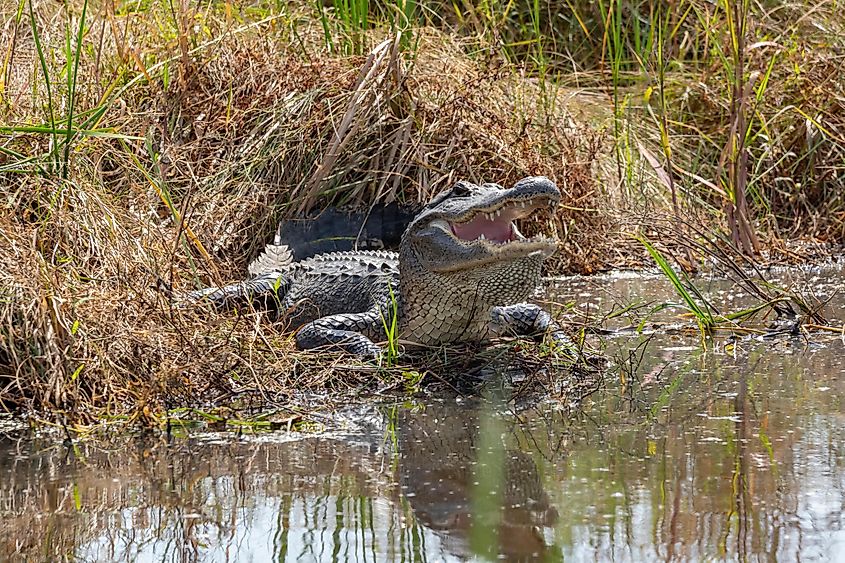 American Alligator sunning at Anahuac Wildlife Refuge Texas.