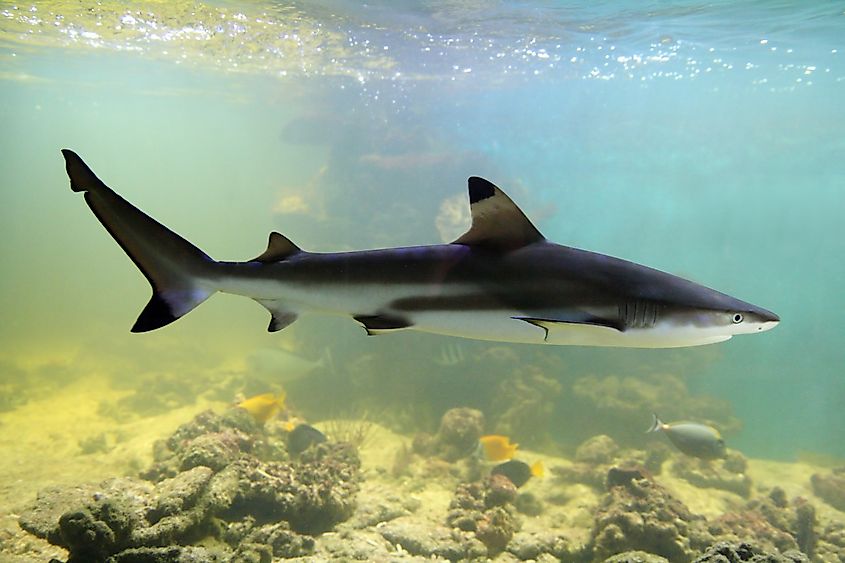 Are Sharks Mammals? - WorldAtlas