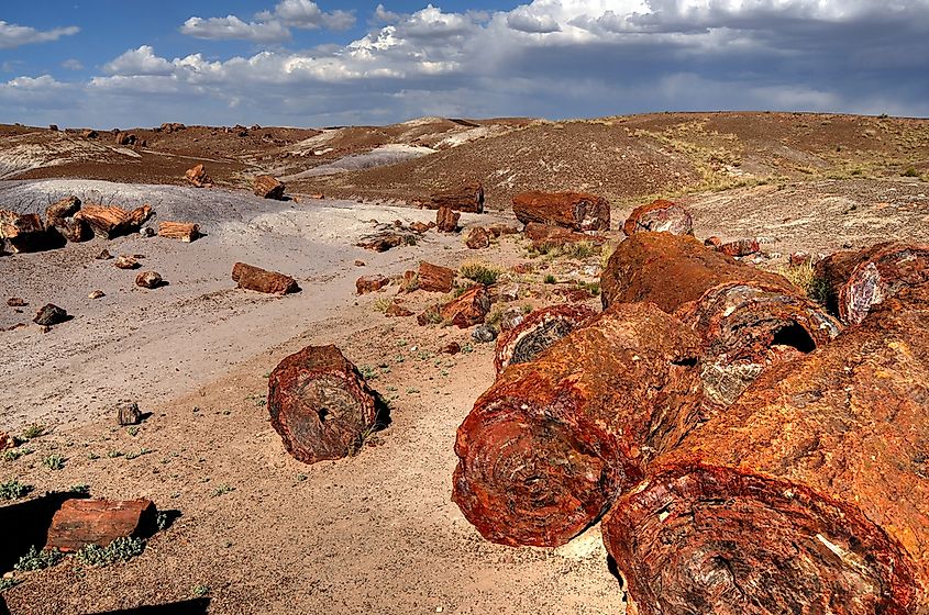 ancient petrified trees  