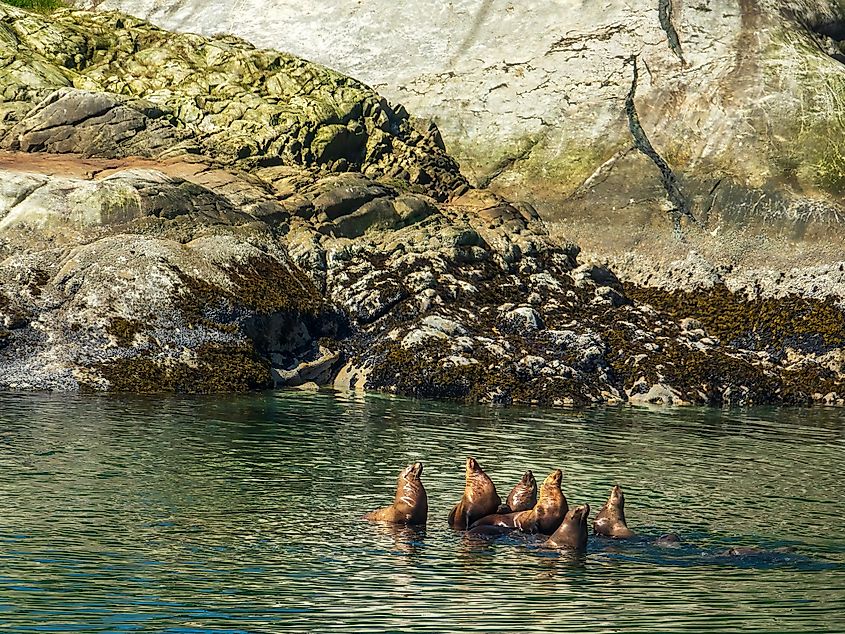 A pod of harbor seals in the wild.