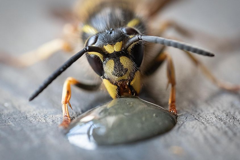 A wasp (Vespula vulgaris).