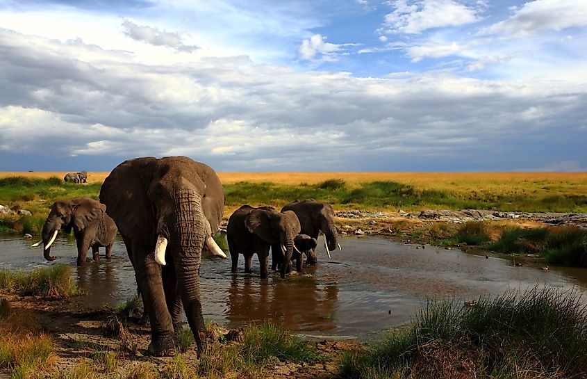 ELEPHANTS in Masai mara