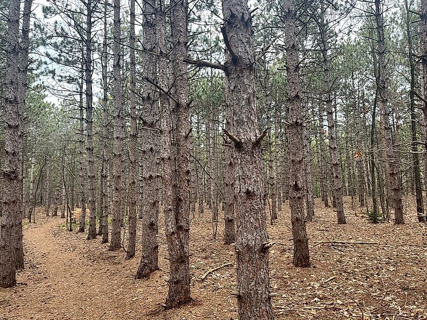 Hiawatha Forest, West Olive, Michigan.