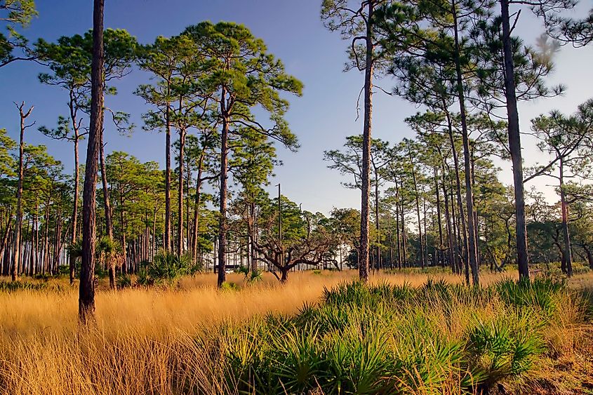 Beautiful scene of pines and grass in Ochlockonee River State Park, Florida