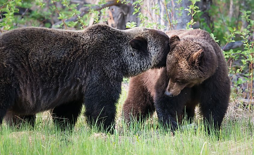 Grizzly bear in the wild