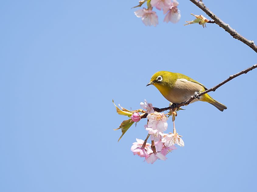 The Japanese white-eye is not indigenous to Hawaii, but functions in a complementary way with indigenous species for seed dispersal. 